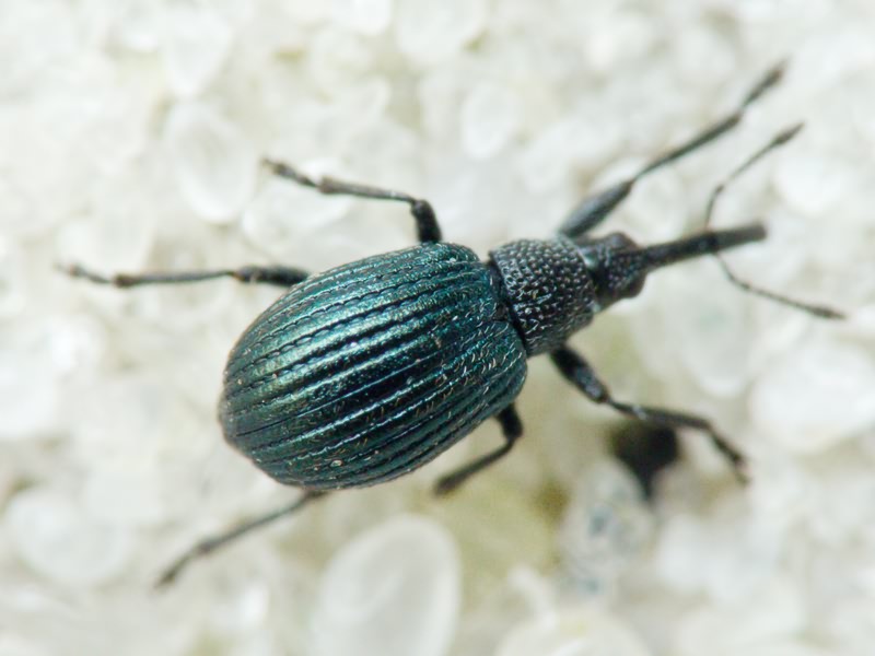 Holotrichapion (Apiops) pullum (Gyllenhal, 1833)